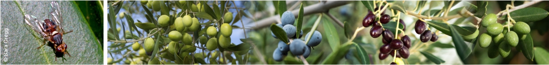 colture Bactrocera oleae