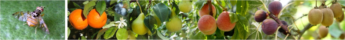 colture Ceratitis capitata